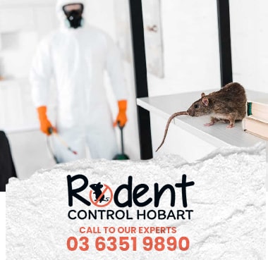 Expert Rodent Pest Control In Hobart
