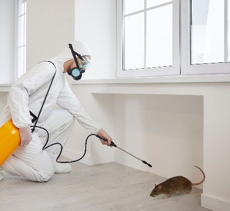 Rodent Pest Control In Hobart