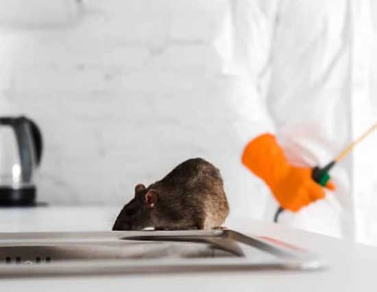 Rodent Pest Control Service In Hobart